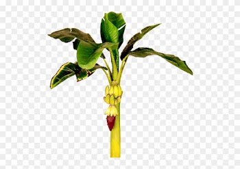 Banana Tree Clipart - Single Banana Tree Hd