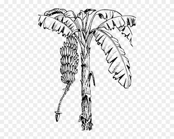 Banana Tree Illustration - Banana Tree Clip Art