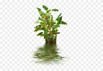 Banana Tree In Water - Water Tree Png