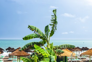 Banana Tree on Beach