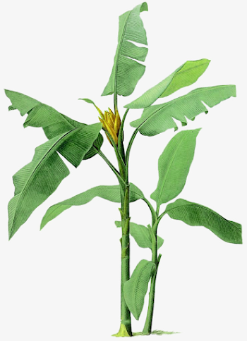 Banana Tree PNG HD Transparent Banana Tree HD.PNG Images. | PlusPNG