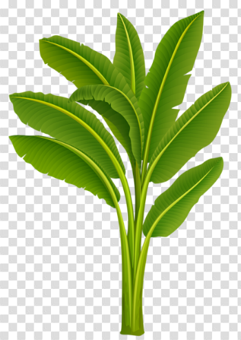 Banana Tree png photo transparent background