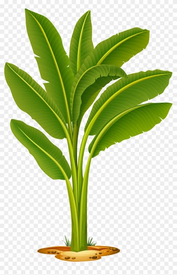 Яндекс - Фотки - Banana Tree Vector