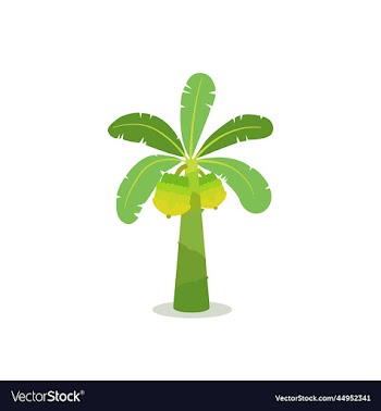 banana tree with fruit