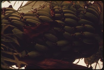 Bananas being grown in a section | Free Photo - rawpixel