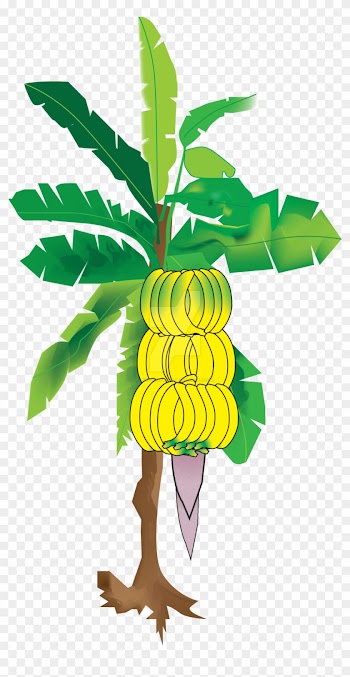Bananatree Illuatration By Pixelonpaper - Banana Tree Hd Imajes