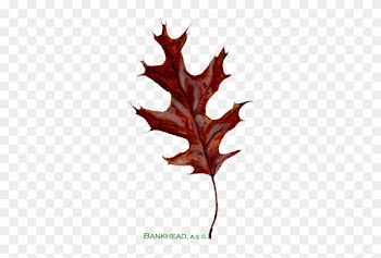 Bankhead American Entrepreneurial Group Is A Privately - Black Oak Leaf