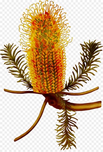 Banksia Plants Fantastic Beasts and Where to Find Them Plant stem Travel -  