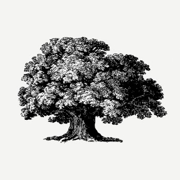 Baobab tree drawing, vintage botanical | Free PSD - rawpixel
