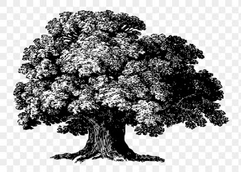 Baobab tree png clipart, vintage | Free PNG - rawpixel