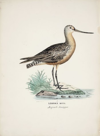 Bar-tailed godwit, 1828 - 1838, | Free Photo - rawpixel