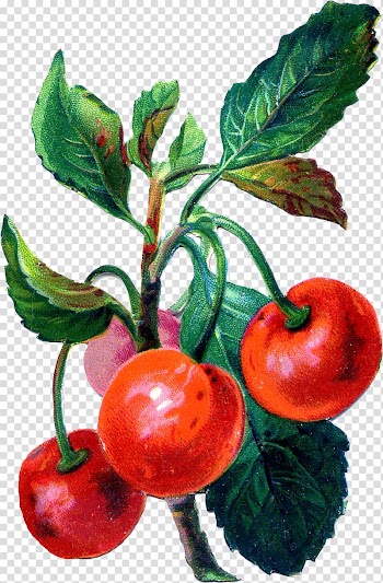 Barbados Cherry Fruit , cherry transparent background PNG clipart
