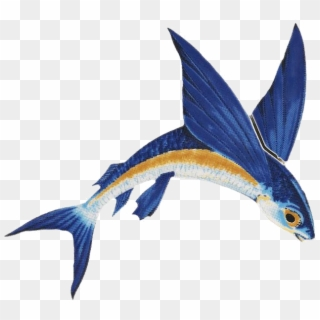 Barbados Flying Fish Png, Transparent Png (#13961), Free Download ...