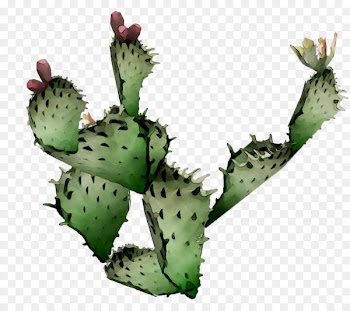 Barbary fig Eastern Prickly Pear Commerce Company Design -  