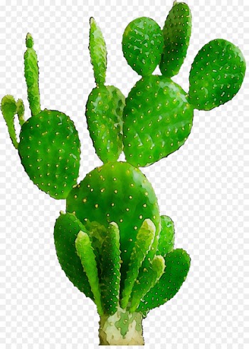 Barbary fig Eastern Prickly Pear Nopal Plant stem Biome -  