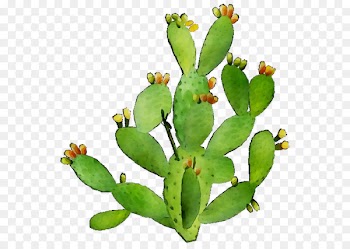 Barbary fig Eastern Prickly Pear Plant stem Plants -  