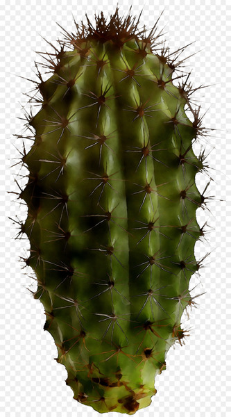 Barbary fig Eastern Prickly Pear San Pedro cactus Thorns, spines, and prickles -  