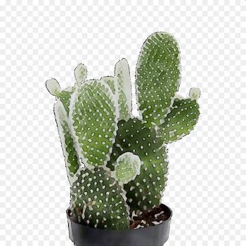 Barbary fig Eastern Prickly Pear Triangle cactus Flowerpot Houseplant -  