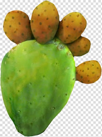 Barbary fig Foot Tiger, Foot cactus transparent background PNG clipart