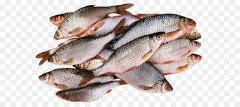 Barbecue Seafood Fish as food - Fish PNG 