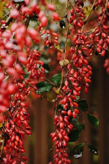 Barberries Hanging From Tree · Free Stock Photo