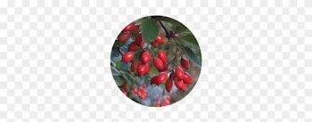 Barberry (baker) - Rose Hip