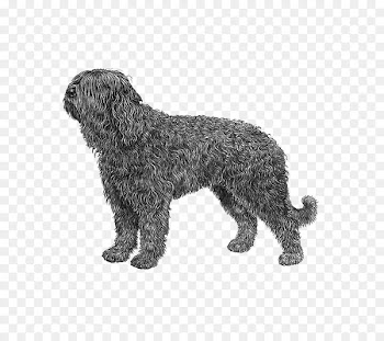 Barbet Spanish Water Dog Portuguese Water Dog Wirehaired Pointing Griffon Dog breed - australian shepherd boston terrier 