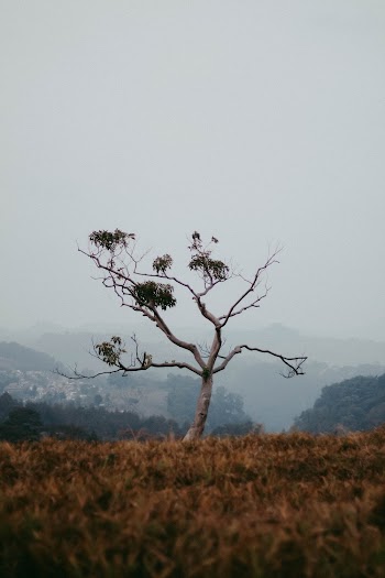 Bare Tree