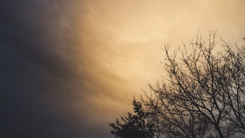 Bare Tree