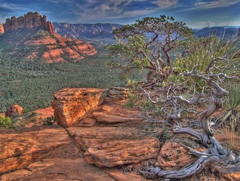 Bare Tree