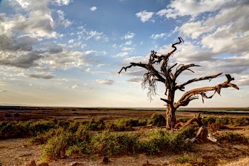 Bare Tree