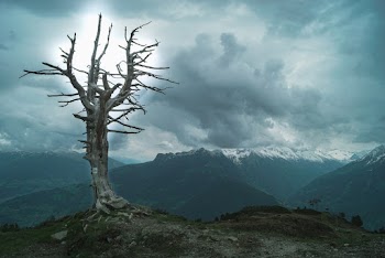 Bare Tree