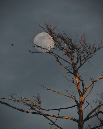 Bare Tree