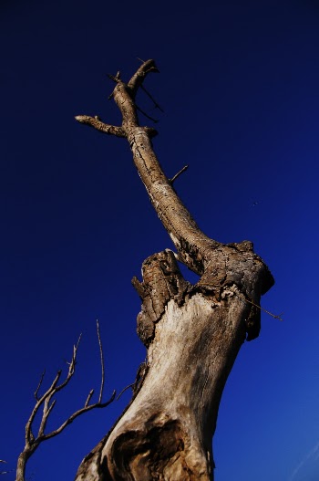Bare Tree