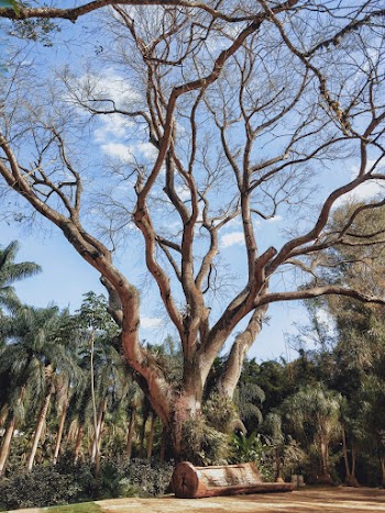Bare Tree
