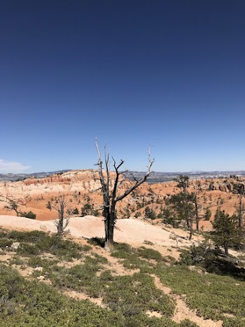 Bare Tree