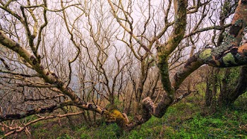 Bare Tree and Green Field