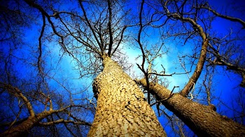 Bare Tree Below Blue Sky