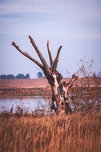 Bare Tree Beside Body of Water