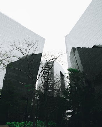 Bare Tree Beside Building