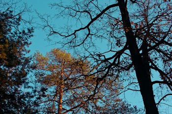 Bare Tree Beside Green Leaves Tree