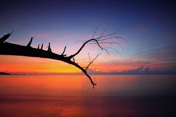 Bare Tree Branch Near Body Of Water During Sunset