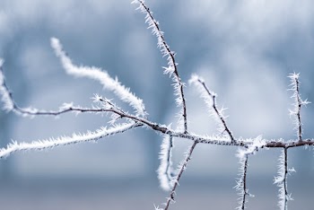 Bare Tree Branch Shallow Focus Photography