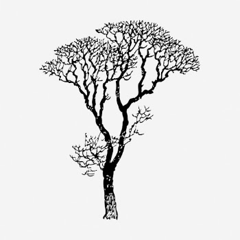 Bare tree clipart, botanical vintage | Free Vector - rawpixel