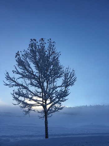 Bare Tree Coated With Snow