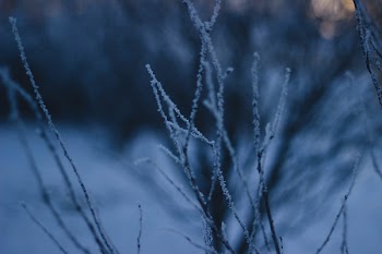 Bare Tree Covered With Snow