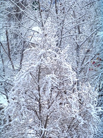 Bare Tree Covered With Snow