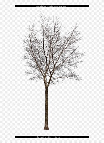 Bare Tree Cut Out