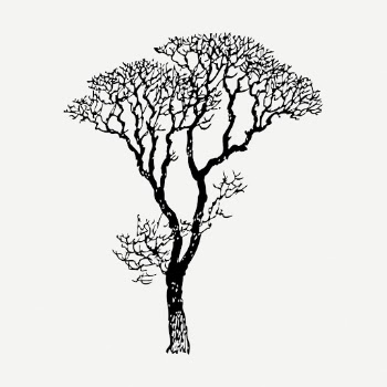 Bare tree drawing, botanical vintage | Free PSD - rawpixel