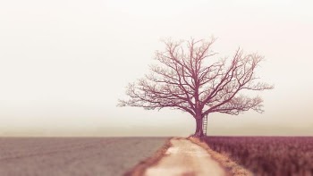 bare tree during daytime